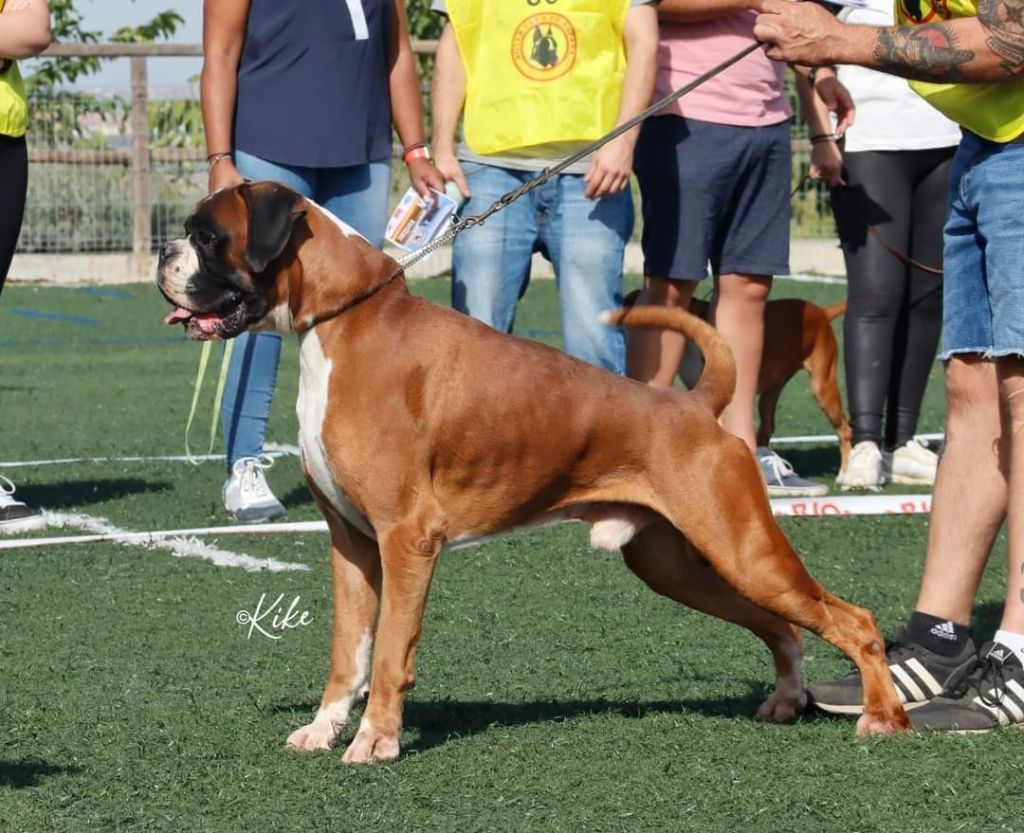 CH. Aske Dironau - EXC 1 + CAC