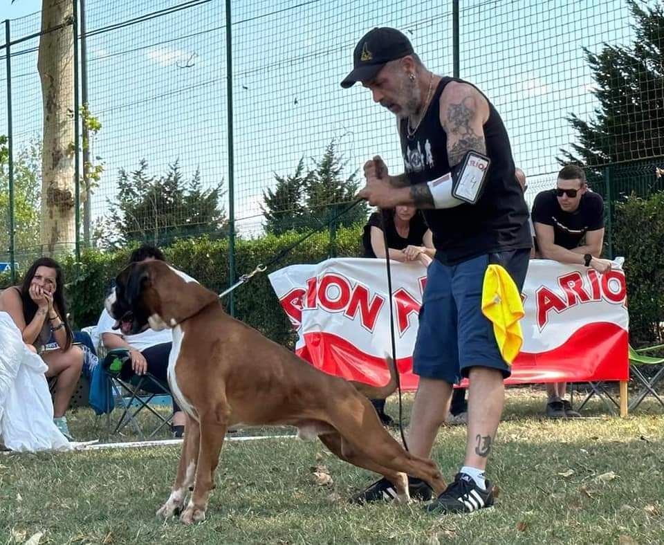 CH. Aske Dironau - EXC 1 + CACC + BOS