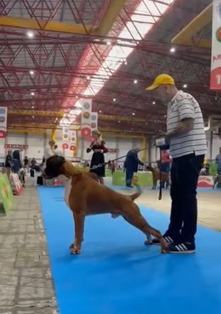 CH. Aske Dironau - EXC 1