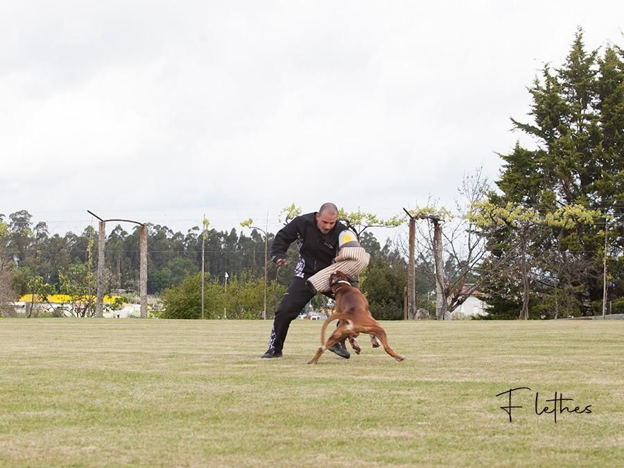 CH. Aske Dironau - APTO