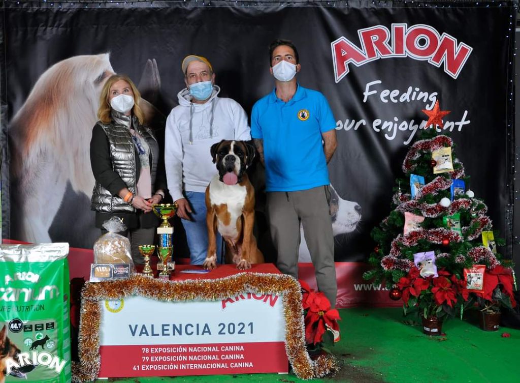 CH. Aske Dironau - EXC1 + CACC + MEJOR MACHO + BIS