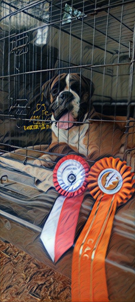 CH. Aske Dironau - EXC 1 + CAC + MEJOR MACHO