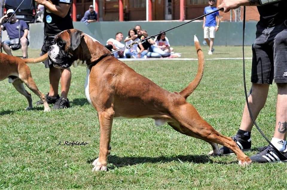 CH. Aske Dironau - EXC 2 + RCACC