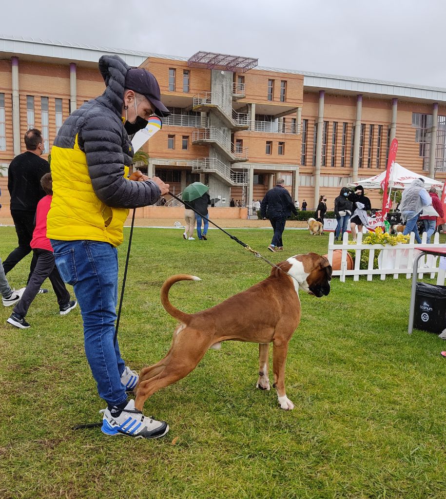 CH. Aske Dironau - EXC1+CCJ+MEJOR JOVEN DE RAZA+MEJOR DE RAZA