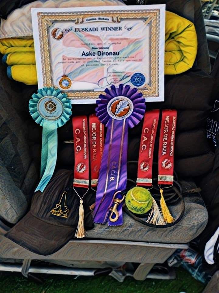 CH. Aske Dironau - EXC 1 + CAC + CACIB + MEJOR DE RAZA + EUSKADI WINNER