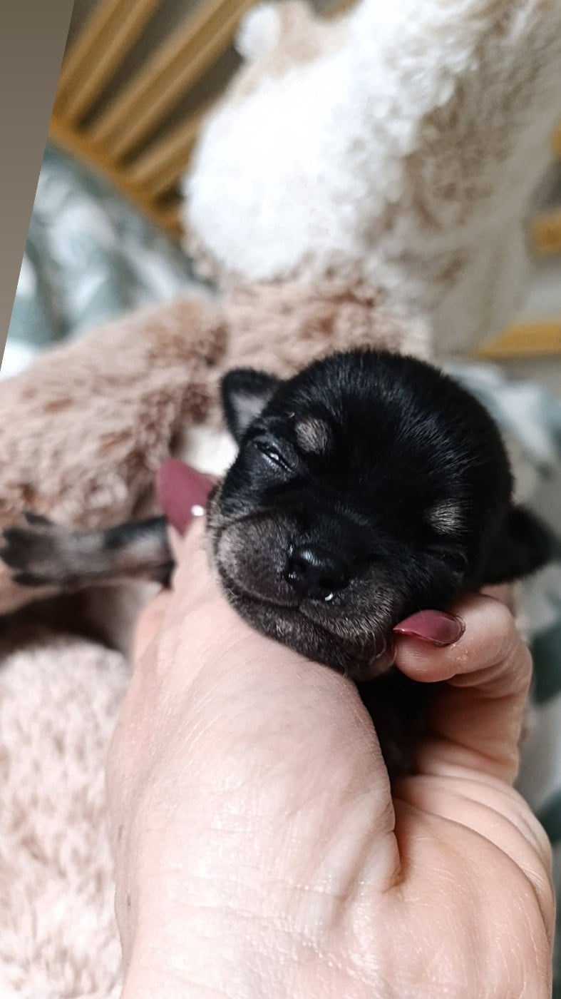 Chihuahua - Poppy-Mini-Land