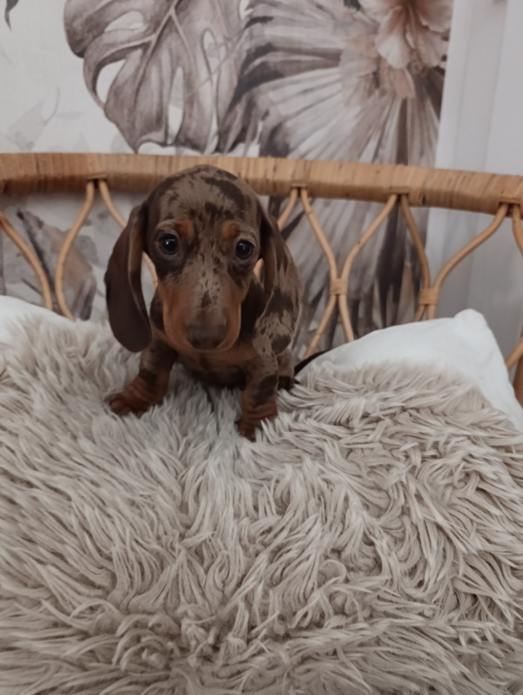 Baby poncho