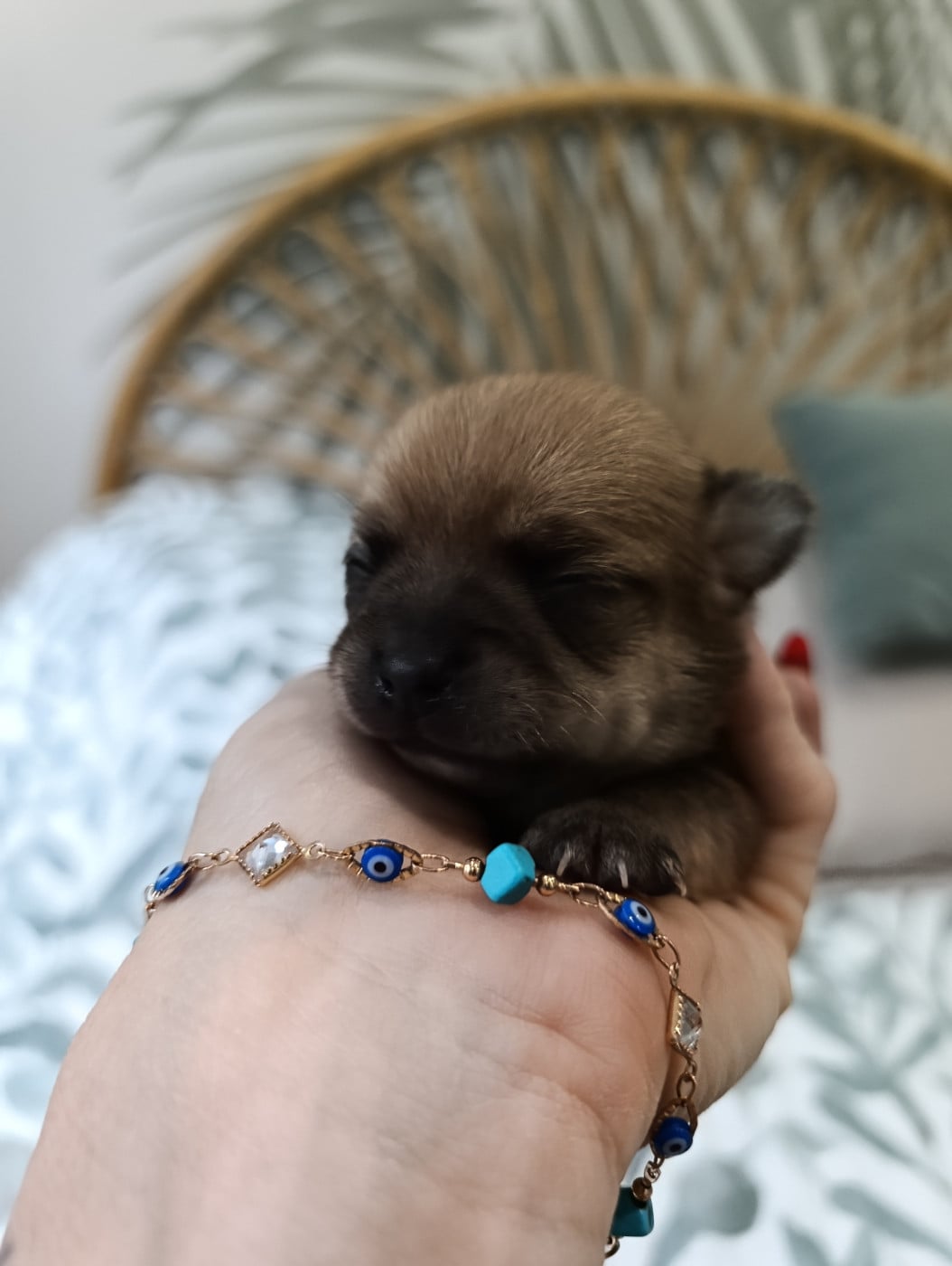 Chihuahua - Poppy-Mini-Land