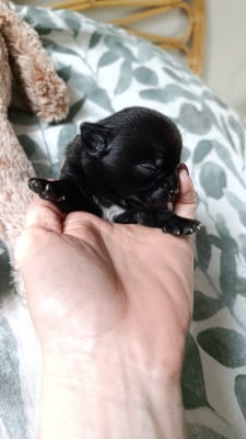 Les chiots de Chihuahua