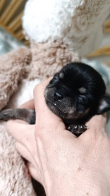 Les chiots de Chihuahua