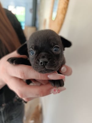 Les chiots de Chihuahua