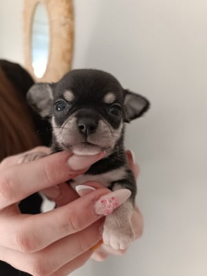 Les chiots de Chihuahua