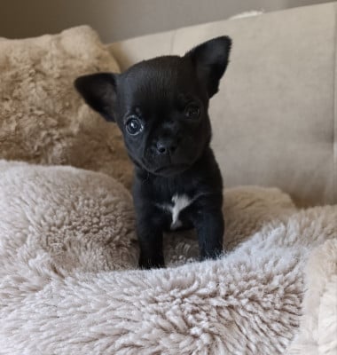 Les chiots de Chihuahua