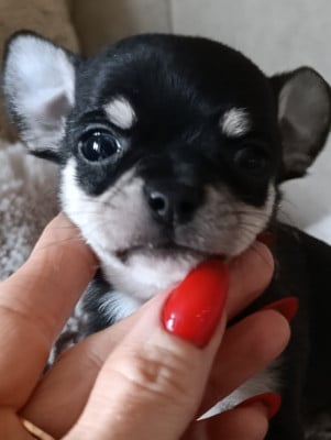Les chiots de Chihuahua