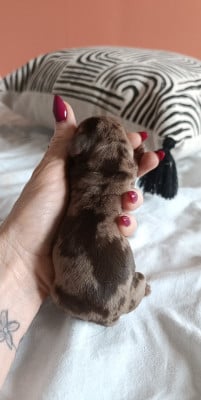 Chiot N°3 - Teckel poil ras