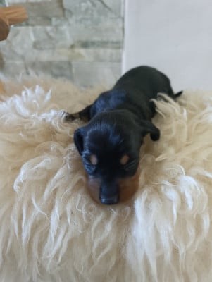 Les chiots de Teckel poil ras
