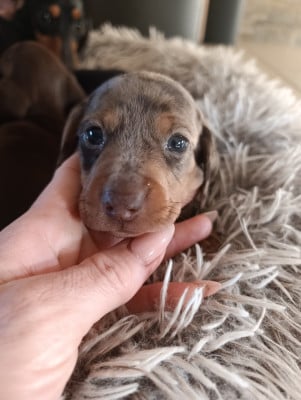 Les chiots de Teckel poil ras