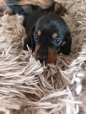 Les chiots de Teckel poil ras