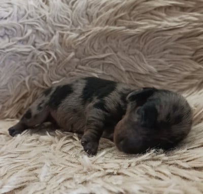 Les chiots de Teckel poil ras