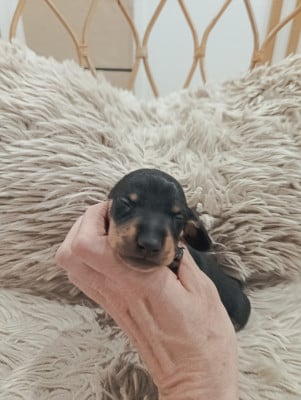 Les chiots de Teckel poil ras