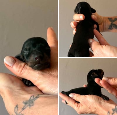 Les chiots de Teckel poil ras