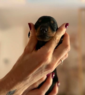 Les chiots de Teckel poil ras