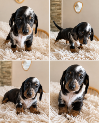 Les chiots de Teckel poil ras