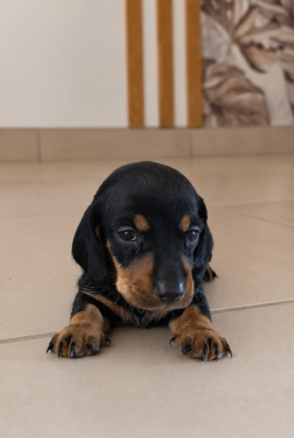 Les chiots de Teckel poil ras