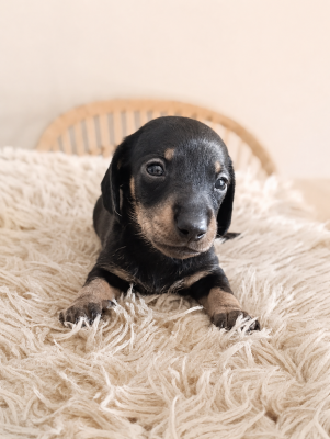Les chiots de Teckel poil ras