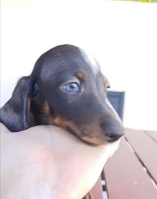 Les chiots de Teckel poil ras