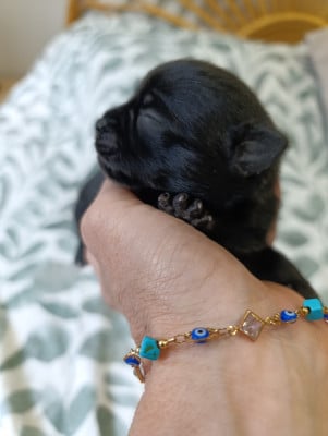 Chihuahua