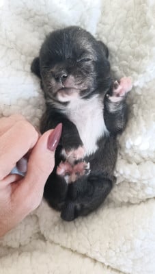 Bianca - Chihuahua