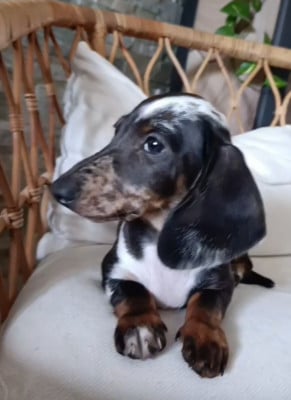 Les chiots de Teckel poil ras