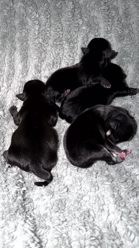 Chihuahua - Poppy-Mini-Land