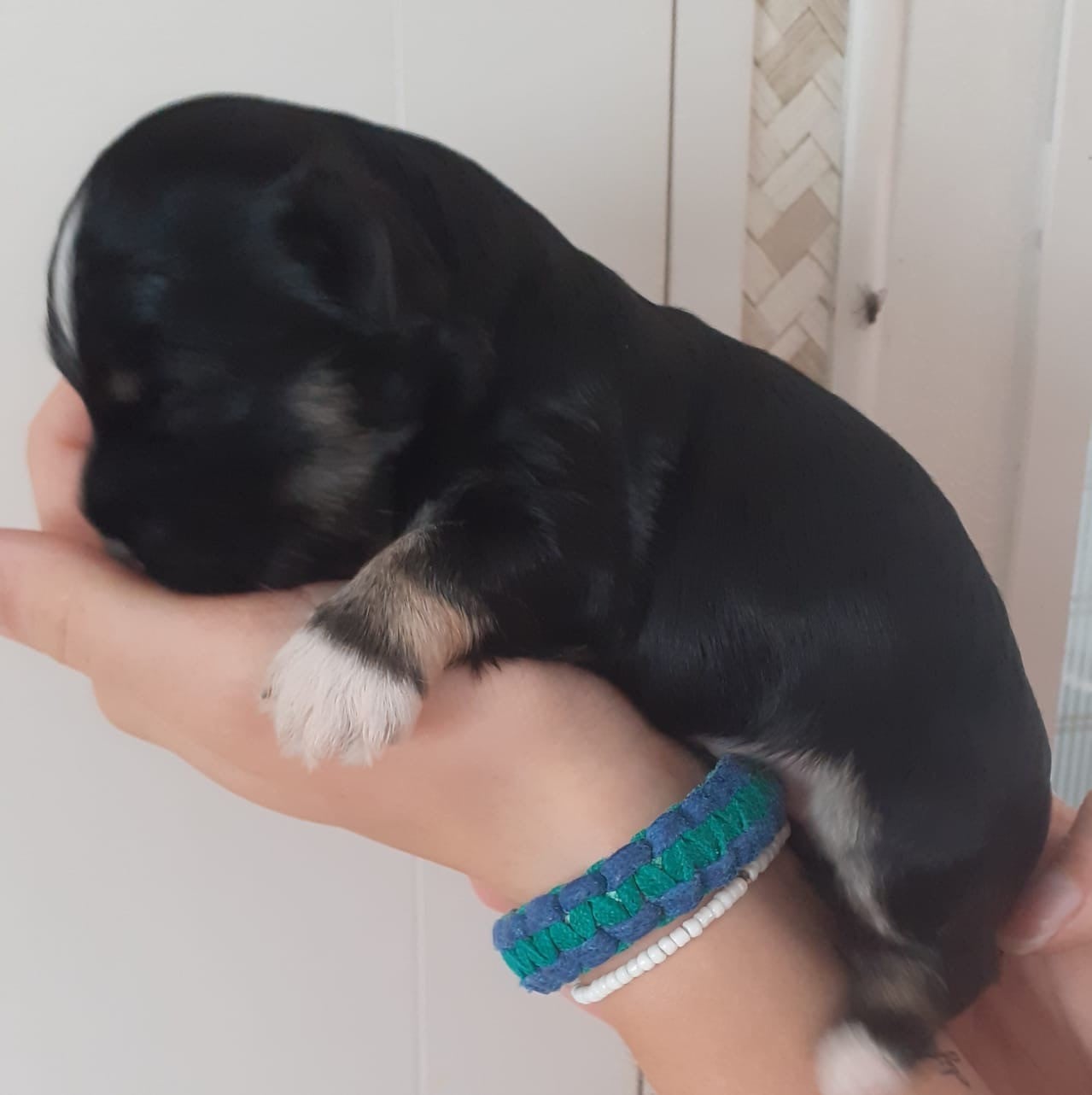 Bichon Havanais - (Sans Affixe)