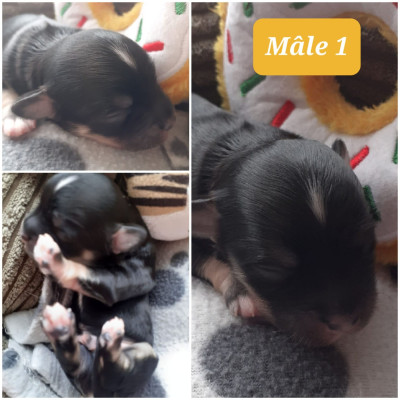 Les chiots de Bichon Havanais