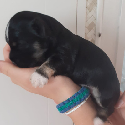 Les chiots de Bichon Havanais