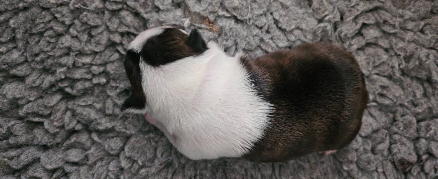 CHIOT 1 - Boston Terrier