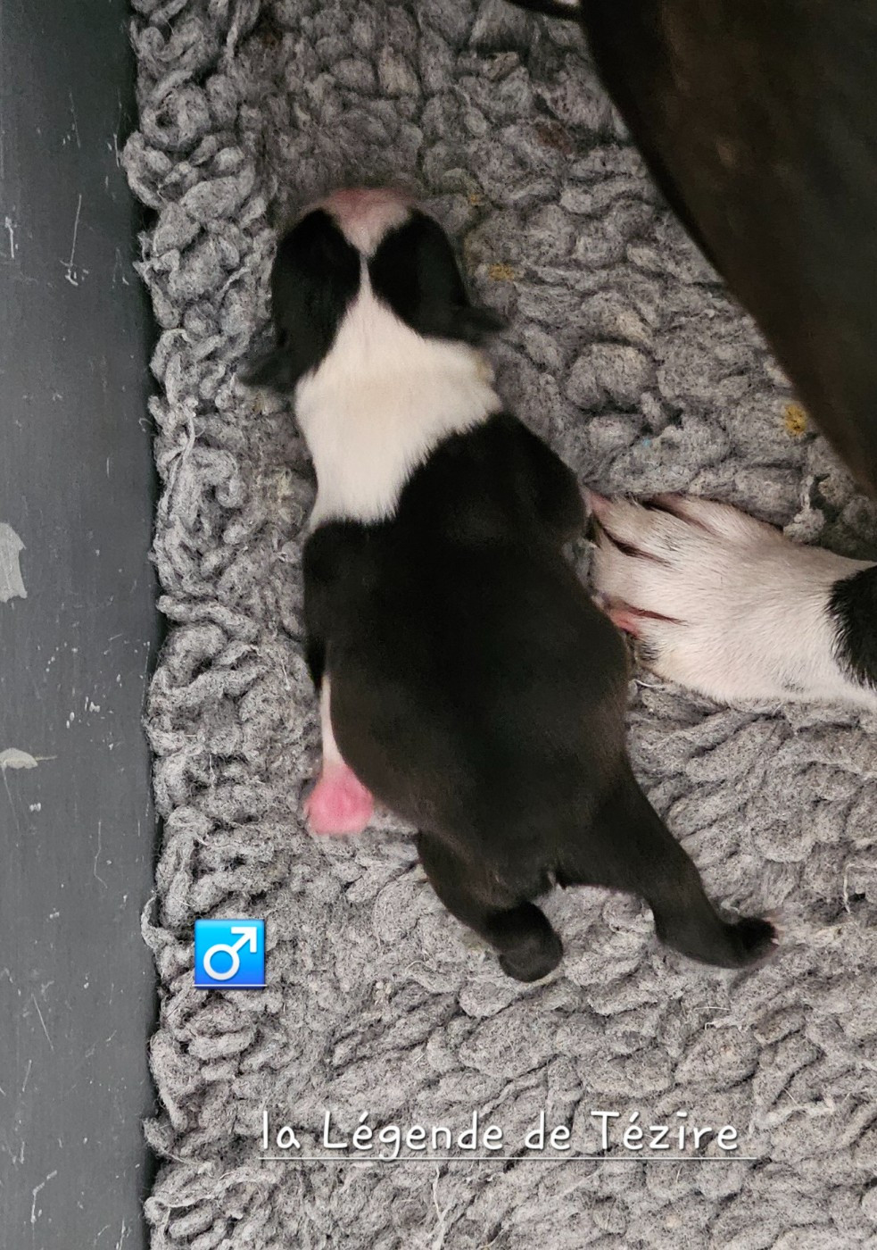 CHIOT 3 - Boston Terrier