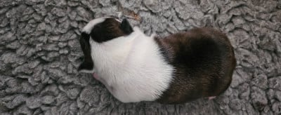 Les chiots de Boston Terrier