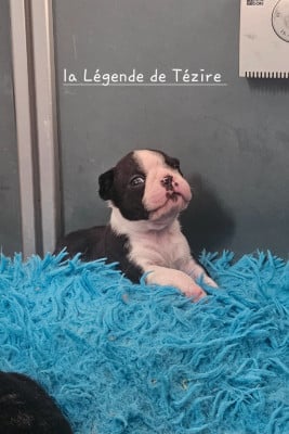 Les chiots de Boston Terrier