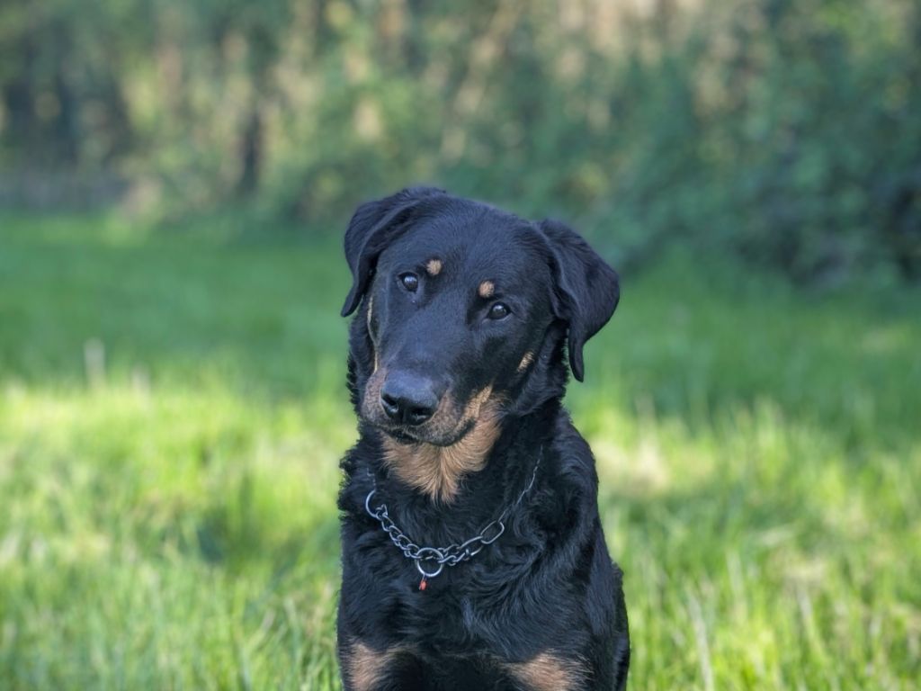 Tink Du Havre Aux Oiseaux