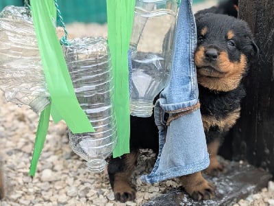 Les chiots de Berger de Beauce