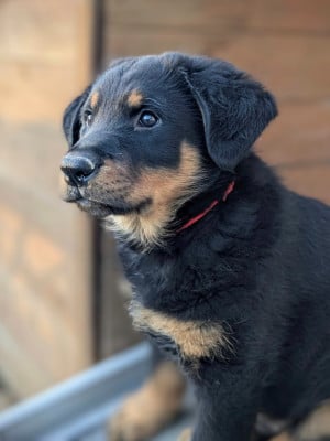Les chiots de Berger de Beauce