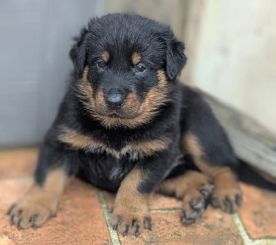 Les chiots de Berger de Beauce
