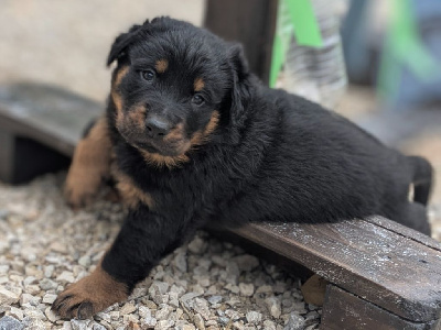 Les chiots de Berger de Beauce
