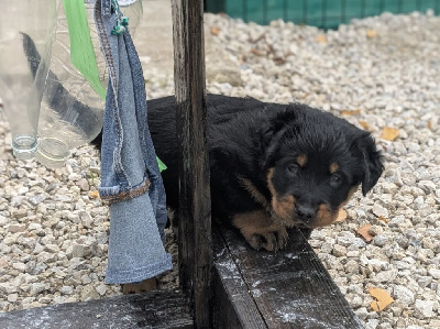 Les chiots de Berger de Beauce