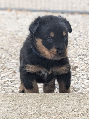 Les chiots de Berger de Beauce