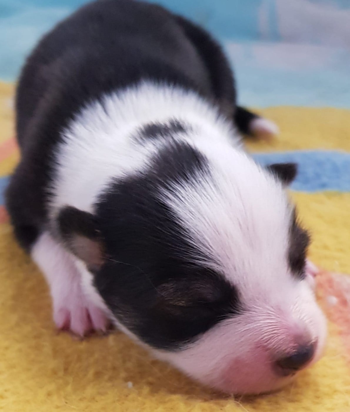 CHIOT 1 - Chien finnois de Laponie