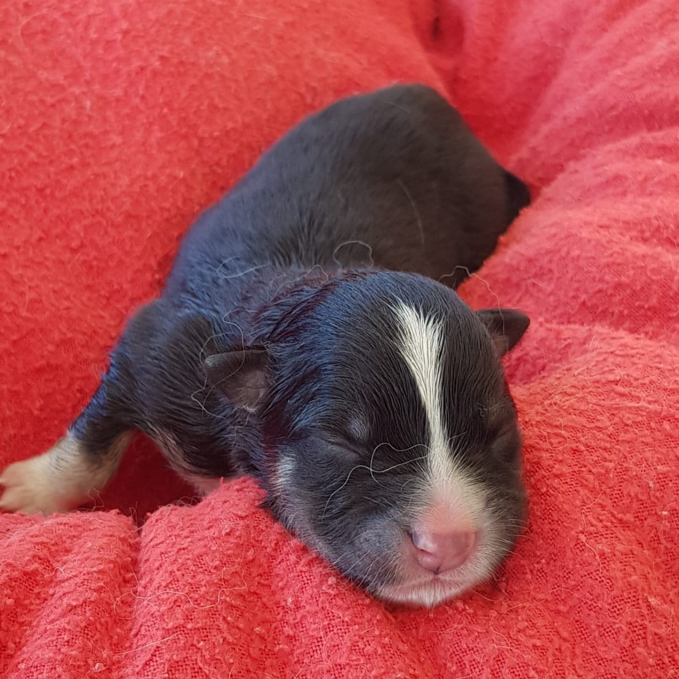 CHIOT 5 - Chien finnois de Laponie